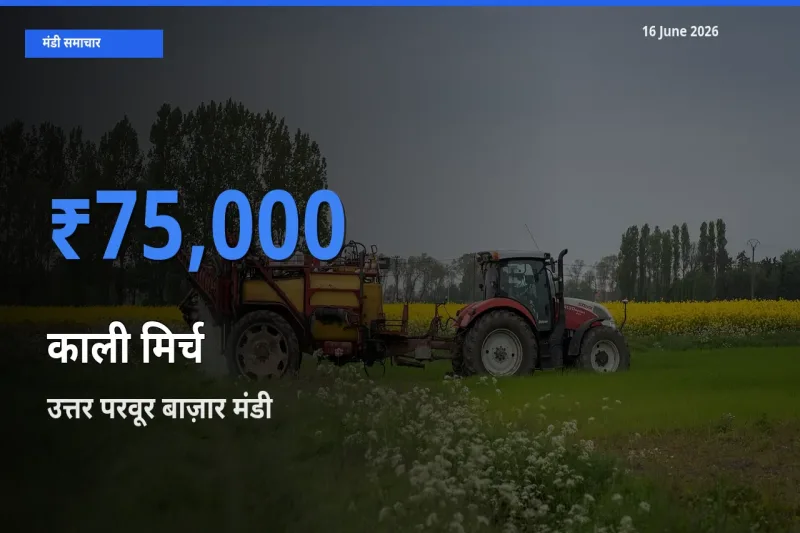 उत्तर परवूर बाज़ार मंडी में आज काली मिर्च के सबसे ऊँचे दाम दर्ज