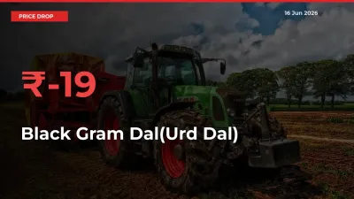 Why Black Gram Dal(Urd Dal) Prices Fell 19.39% in a Day at Mandis
