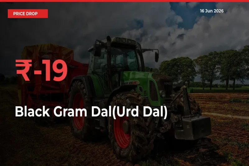 Why Black Gram Dal(Urd Dal) Prices Fell 19.39% in a Day at Mandis