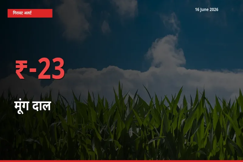 स्थानीय मंडी में मूंग दाल के दाम अचानक 22.78% गिरे, किसानों की चिंता बढ़ी