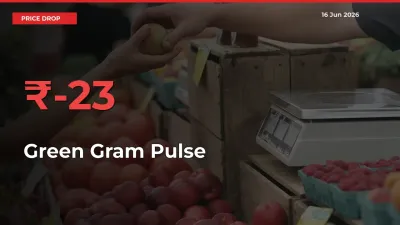 Sharp Fall! Green Gram Pulse Prices Plunge 22.78% in a Day at Key Mandis