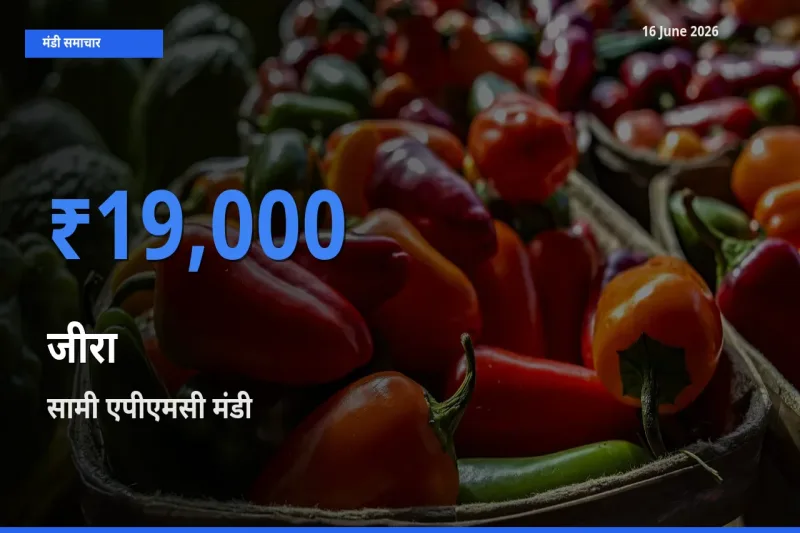 सामी एपीएमसी मंडी में आज जीरा के सबसे ऊँचे दाम दर्ज