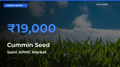 Sami APMC Emerges as Top Mandi for Cummin Seed Prices Today