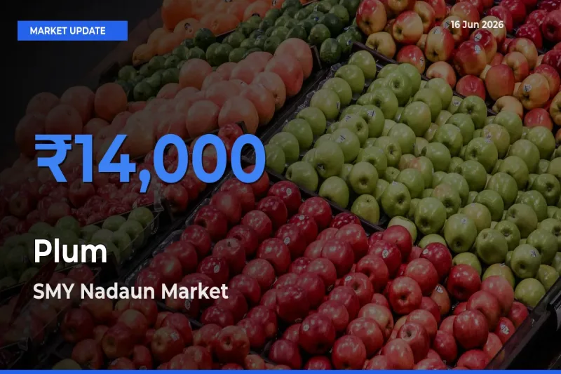 Market Watch: SMY Nadaun Becomes Top Mandi for Plum