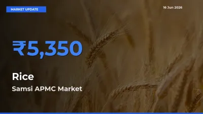 Samsi APMC Offers ₹5,350 – Highest Rice Rate Today
