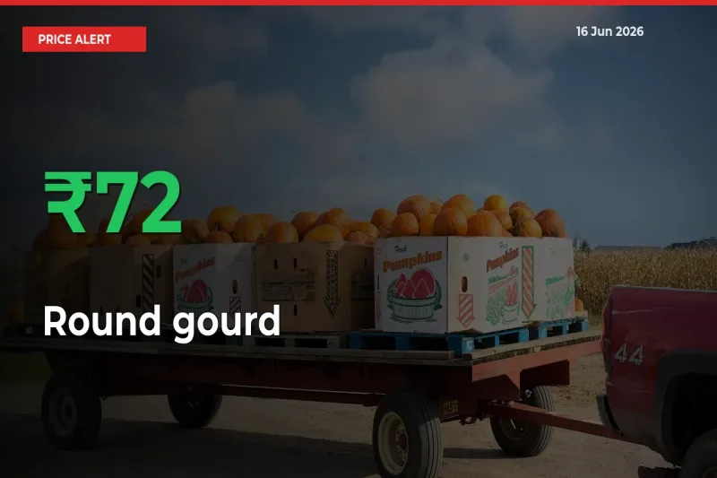 Why Round gourd Prices Rose 72.06% in a Day at Mandis