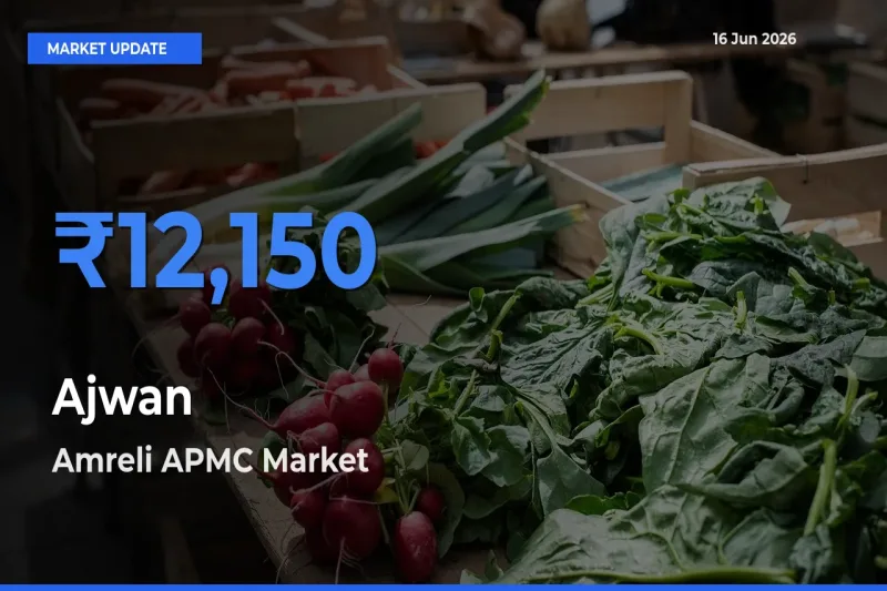 Market Watch: Amreli APMC Becomes Top Mandi for Ajwan