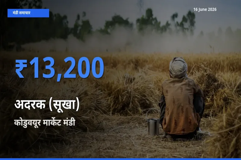 कोडुवयूर मार्केट मंडी में आज अदरक (सूखा) के सबसे ऊँचे दाम दर्ज