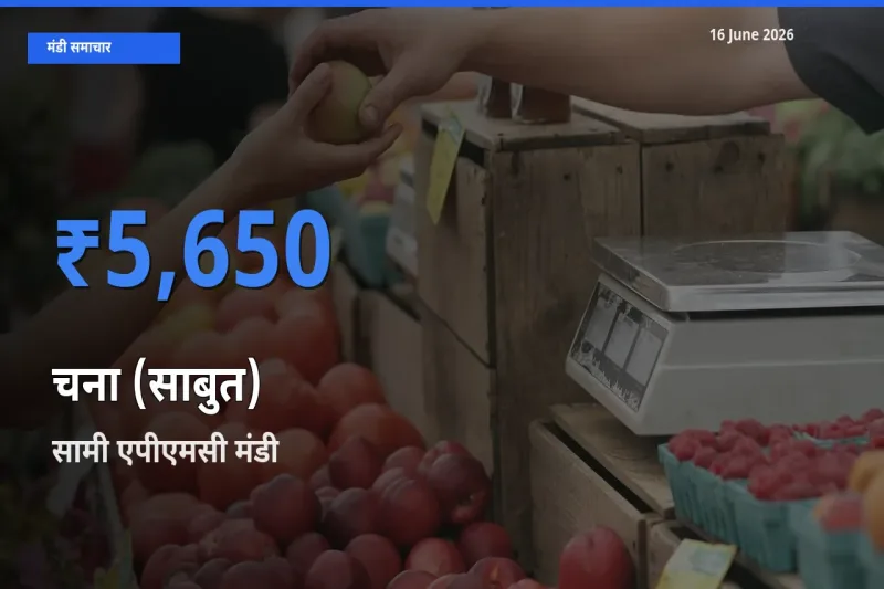 बाज़ार संकेत: सामी एपीएमसी बना चना (साबुत) के लिए आज की टॉप मंडी