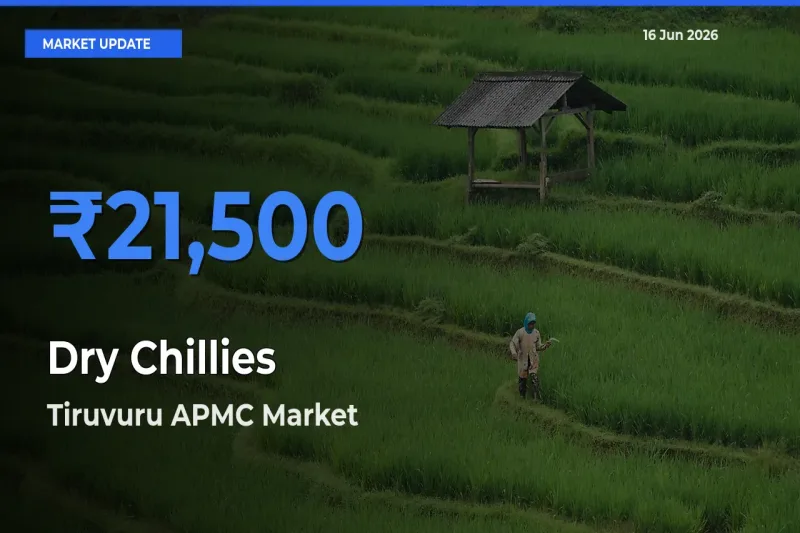 Tiruvuru APMC Offers ₹21,500 – Highest Dry Chillies Rate Today