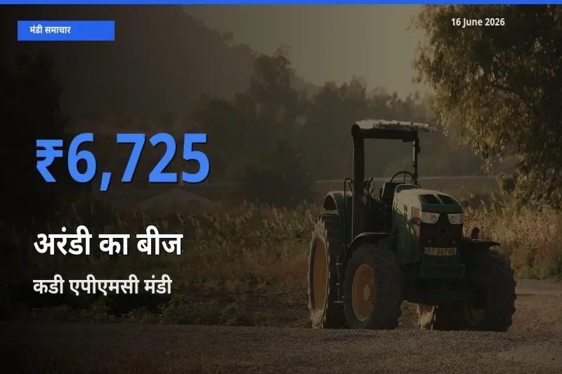 आज अरंडी का बीज के सबसे ऊँचे दाम ₹6,725 कडी एपीएमसी मंडी में
