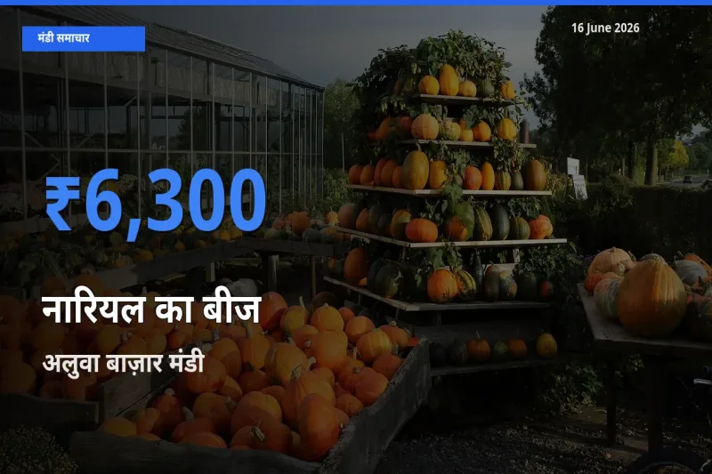 आज का मंडी भाव: नारियल का बीज के सबसे ज़्यादा दाम अलुवा बाज़ार में