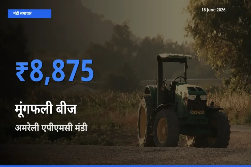 अमरेली एपीएमसी मंडी में आज मूंगफली बीज के सबसे ऊँचे दाम दर्ज