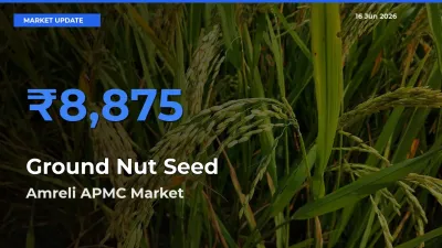 Ground Nut Seed Mandi Rate Today: Amreli APMC Tops the List