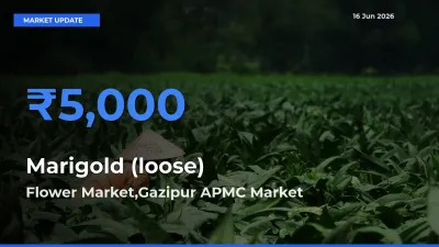 Flower Market,Gazipur APMC Offers ₹5,000 – Highest Marigold (loose) Rate Today