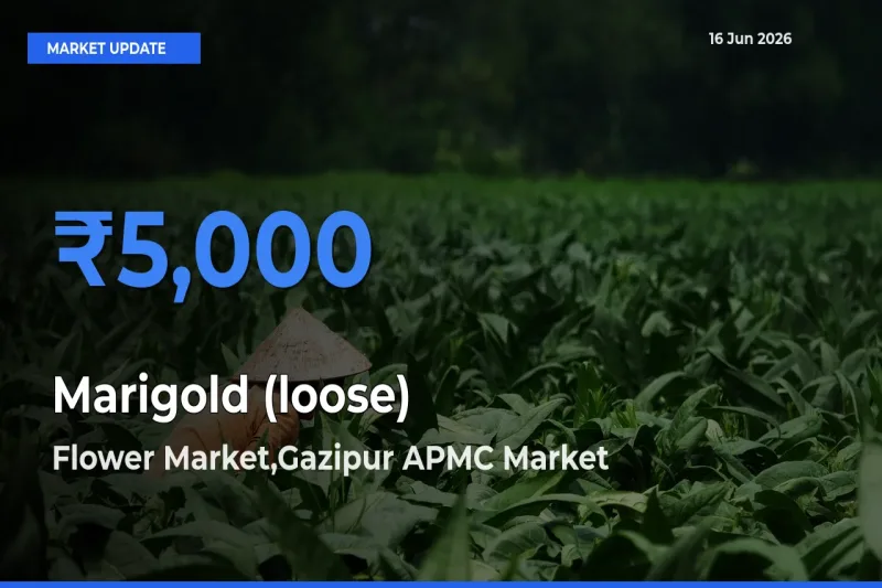 Flower Market,Gazipur APMC Offers ₹5,000 – Highest Marigold (loose) Rate Today