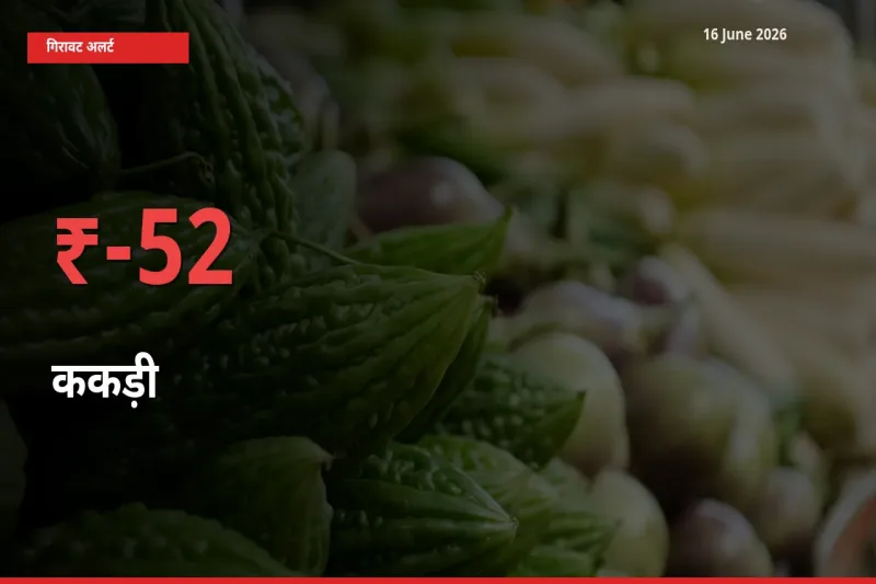 ककड़ी के दाम प्रमुख मंडी में 51.78% गिरे, 24 घंटे में बड़ा बदलाव