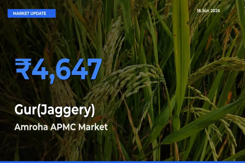 Farmers Prefer Amroha APMC as Gur(Jaggery) Hits Highest Rate