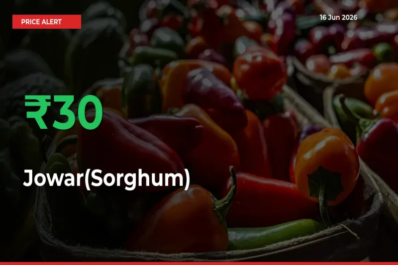 Big Rally! Jowar(Sorghum) Climbs 30.07% in 24 Hours at Top Mandis