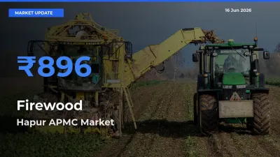 Market Watch: Hapur APMC Becomes Top Mandi for Firewood