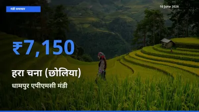 टॉप मंडी बना धामपुर एपीएमसी! हरा चना (छोलिया) के सबसे ऊँचे दाम यहीं दर्ज