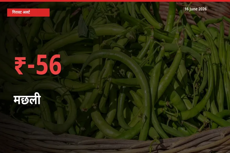 मछली के दाम प्रमुख मंडी में 56.38% गिरे, 24 घंटे में बड़ा बदलाव