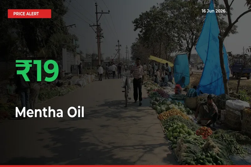 Farmers Cheer as Mentha Oil Prices Surge 18.52% in Local Mandis