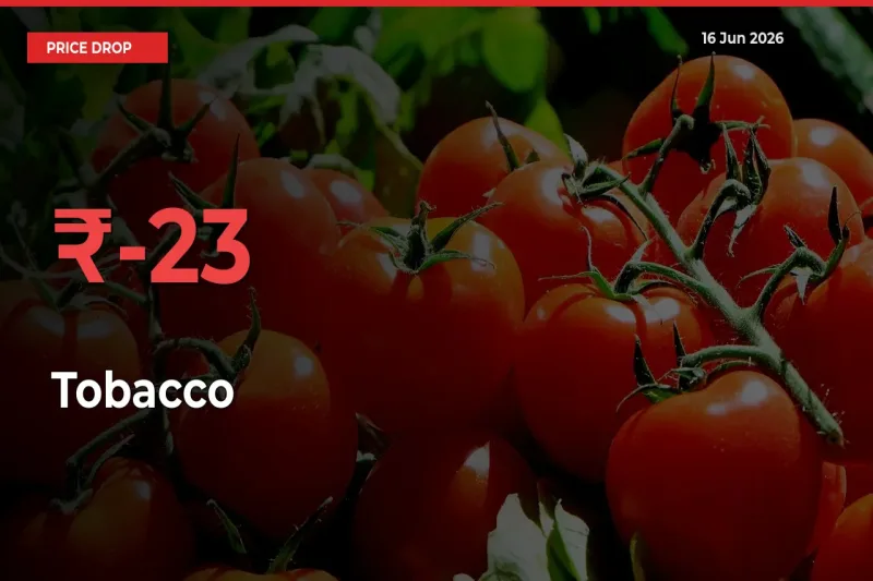 Sudden Shock! Tobacco Drops 23.24% in 24 Hours at Top Mandis