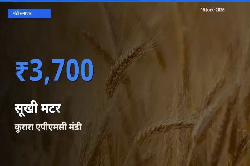 आज का मंडी भाव: सूखी मटर के सबसे ज़्यादा दाम कुरारा एपीएमसी में