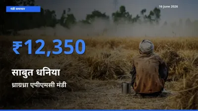 आज साबुत धनिया के सबसे ऊँचे दाम ₹12,350 ध्राग्रध्रा एपीएमसी मंडी में