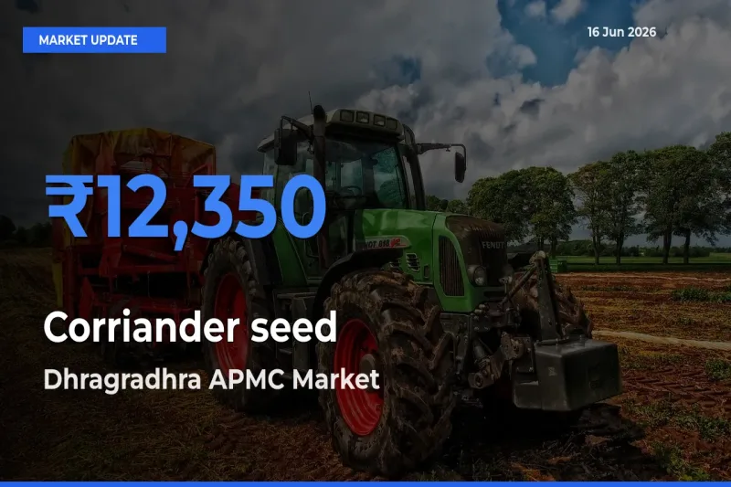 Dhragradhra APMC Tops Corriander seed Rates – June 16 Market Update