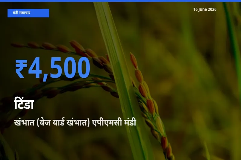 खंभात (वेज यार्ड खंभात) एपीएमसी मंडी में आज टिंडा के सबसे ऊँचे दाम दर्ज