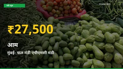 16 June अपडेट: मुंबई- फल मंडी एपीएमसी में आम के दाम रिकॉर्ड स्तर पर