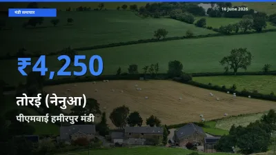 आज का मंडी भाव: तोरई (नेनुआ) के सबसे ज़्यादा दाम पीएमवाई हमीरपुर में