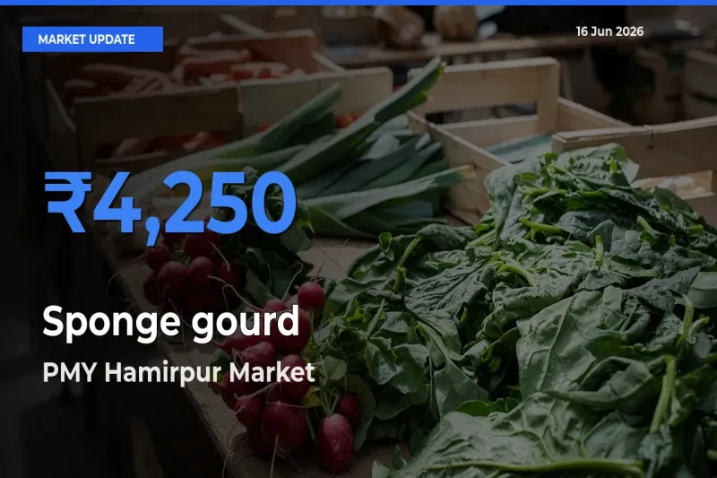 Farmers Prefer PMY Hamirpur as Sponge gourd Hits Highest Rate