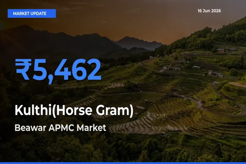 Kulthi(Horse Gram) Mandi Rate Today: Beawar APMC Tops the List