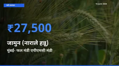 मुंबई- फल मंडी एपीएमसी में जामुन (नाराले हन्नू) का आज सबसे ऊँचा भाव