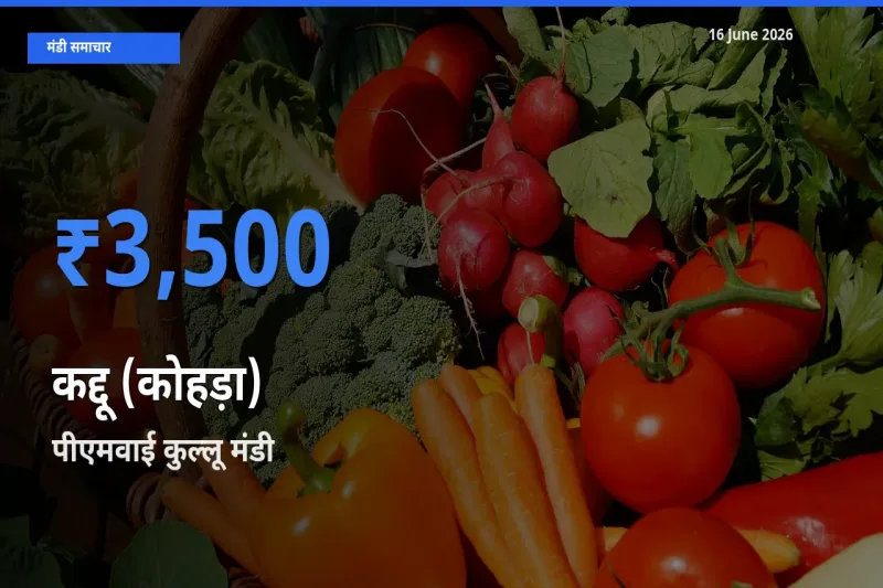 16 June अपडेट: कद्दू (कोहड़ा) के सबसे ऊँचे दाम पीएमवाई कुल्लू मंडी में