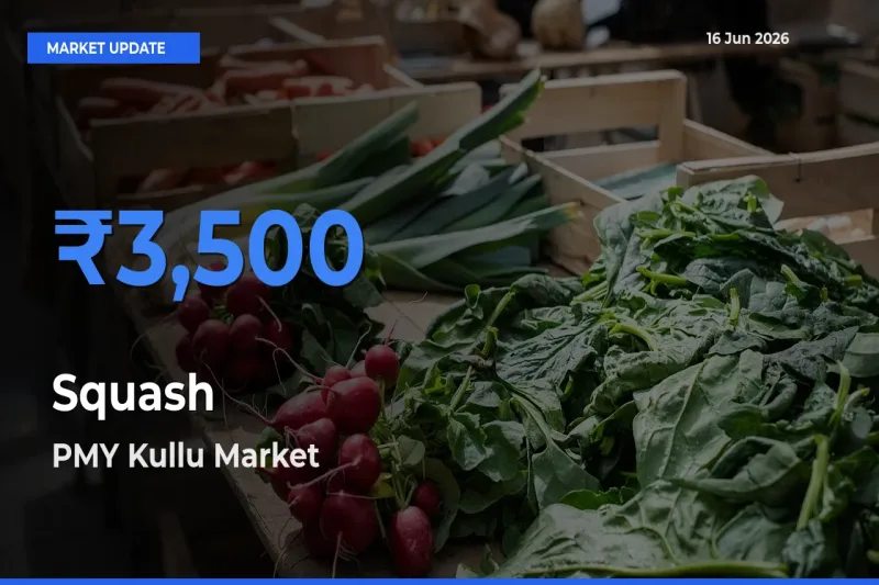 PMY Kullu Leads as Top Mandi for Squash Prices