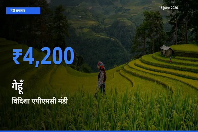 आज गेहूँ के सबसे ज़्यादा दाम विदिशा एपीएमसी मंडी में दर्ज