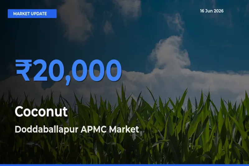 Doddaballapur APMC Offers ₹20,000 – Highest Coconut Rate Today