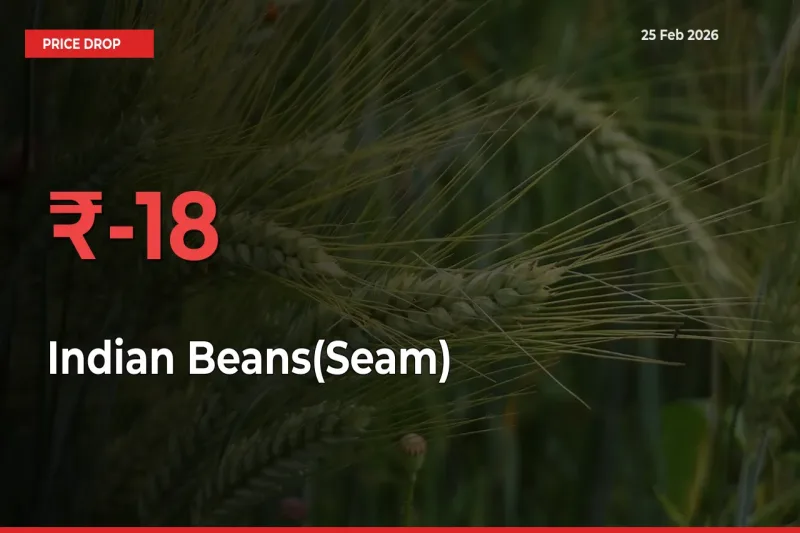 Farmers Alert as Indian Beans(Seam) Prices Slide 17.76% in Local Mandis