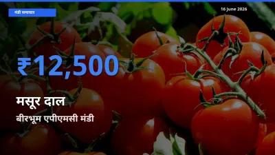 16 June अपडेट: मसूर दाल के सबसे ऊँचे दाम बीरभूम एपीएमसी मंडी में