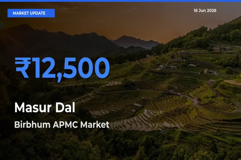 Birbhum APMC Tops Masur Dal Rates – June 16 Market Update