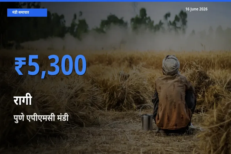 टॉप मंडी बना पुणे एपीएमसी! रागी के सबसे ऊँचे दाम यहीं दर्ज