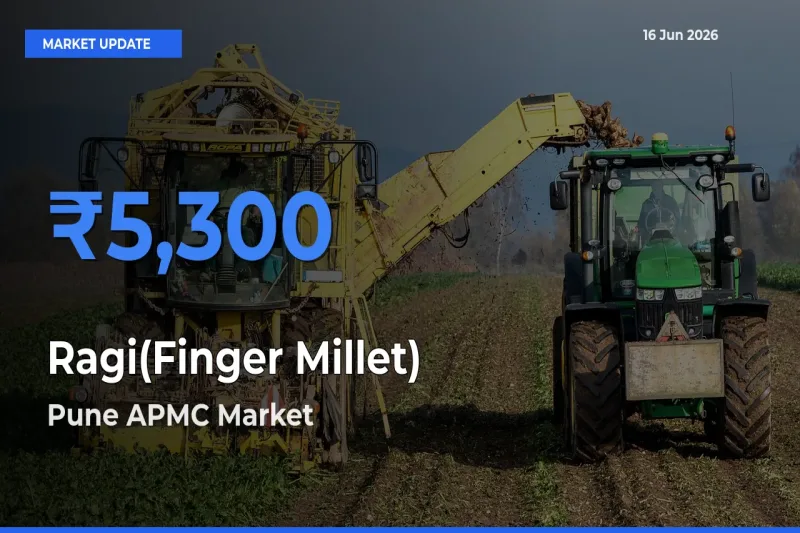 Pune APMC Leads as Top Mandi for Ragi(Finger Millet) Prices