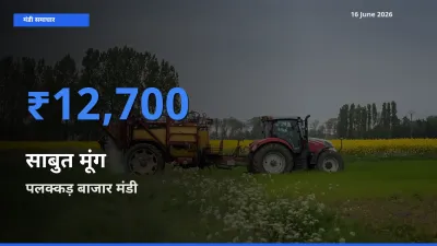 16 June अपडेट: साबुत मूंग के सबसे ऊँचे दाम पलक्कड़ बाजार मंडी में