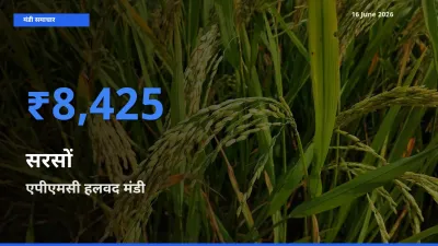 एपीएमसी हलवद में सरसों का आज सबसे ऊँचा भाव