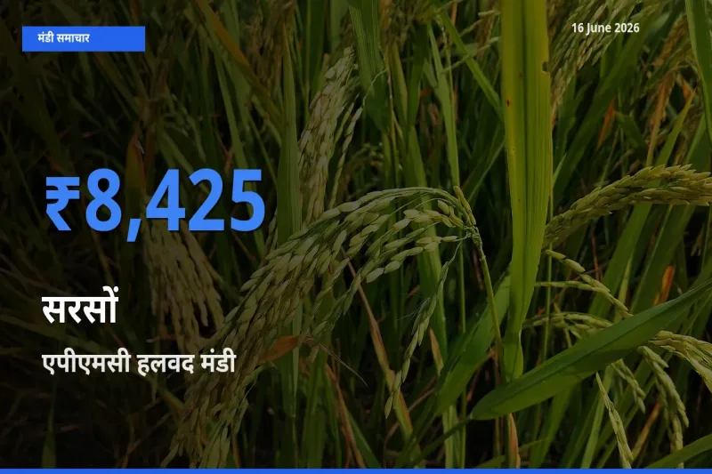 एपीएमसी हलवद में सरसों का आज सबसे ऊँचा भाव