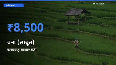 16 June अपडेट: चना (साबुत) के सबसे ऊँचे दाम पलक्कड़ बाजार मंडी में